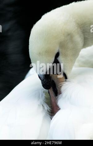 Der Mute Swan ist einer der größten Wasservögel Großbritanniens und einer der schwersten fliegenden Vögel. Sie sind wohnhaft und ein häufiger Anblick auf Süßwasserseen und Teichen Stockfoto