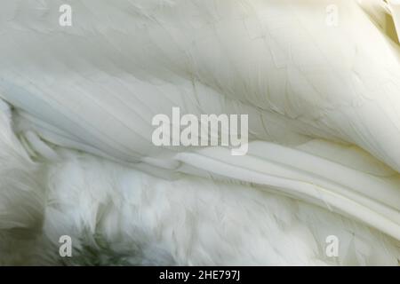 Der Mute Swan ist einer der größten Wasservögel Großbritanniens und einer der schwersten fliegenden Vögel. Sie sind wohnhaft und ein häufiger Anblick auf Süßwasserseen und Teichen Stockfoto