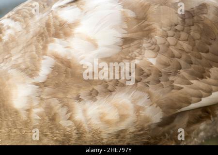 Der Mute Swan ist einer der größten Wasservögel Großbritanniens und einer der schwersten fliegenden Vögel. Sie sind wohnhaft und ein häufiger Anblick auf Süßwasserseen und Teichen Stockfoto