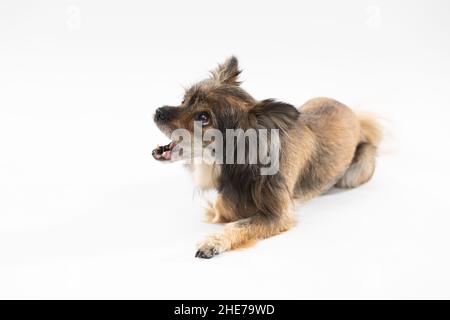 Kleiner niedlicher Hund bellt, während er auf weißem Hintergrund vor der Kamera liegt. Mehrlingshund. Stockfoto
