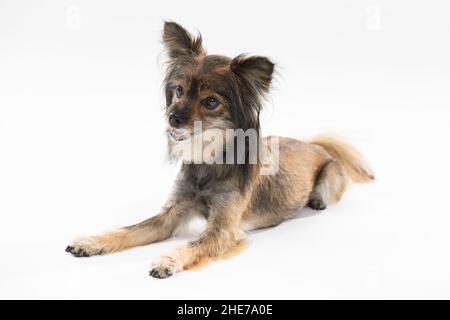 Kleine niedliche Hund liegt mit offenem Mund auf weißem Hintergrund nach Kamera. Mehrlingshund. Stockfoto