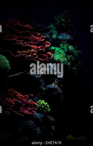 Große Kolonie von Montipora-Korallen, kleine Polypen-Steinkorallen (SPS) Stockfoto