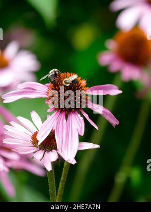 Hummel und rosa Echinacea Blumenkopf, bestäuben, selektiver Fokus Stock Photo, zwei Hummeln in einem Garten, die sich auf einer Kegelblume ernähren Stockfoto