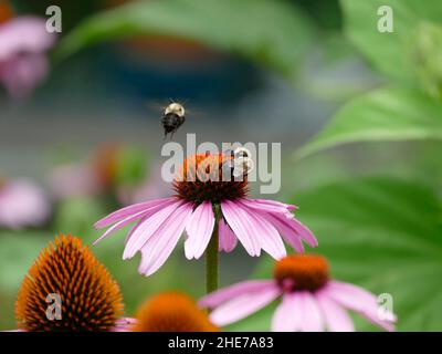 Hummel und rosa Echinacea Blumenkopf, Flying Bumble Bee, bestäuben, selektiver Fokus Stock Photo, zwei Hummeln in einem Garten Stockfoto