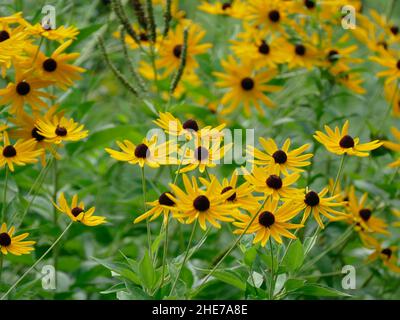 Garden of Yellow Black-eyed Susan Flowers Plants Rudbeckia hirta Stockfoto