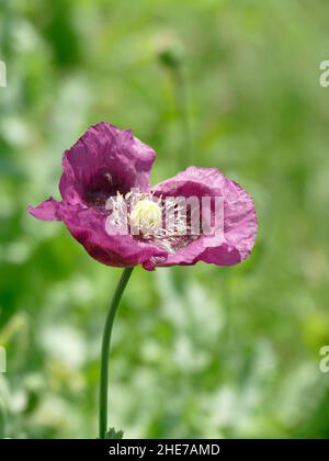 Opium Poppy Papaver Somniferum mit Lavendel lila Blütenblätter in einem Garten Stockfoto