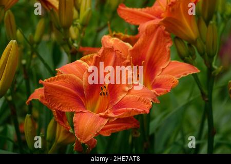 Orange Lilien Taglilien Hemerocallis fulva tawny Taglilie, Maissilie, Tiger Taglilie, Fulvous Taglilie, Grabenlilie, Seerose am 4. Juli oder Seerose am Straßenrand Stockfoto