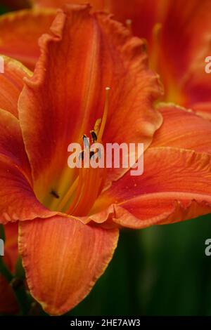 Orange Lilien Taglilien Hemerocallis fulva tawny Taglilie, Maissilie, Tiger Taglilie, Fulvous Taglilie, Grabenlilie, Seerose am 4. Juli oder Seerose am Straßenrand Stockfoto