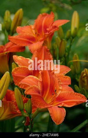 Orange Lilien Taglilien Hemerocallis fulva tawny Taglilie, Maissilie, Tiger Taglilie, Fulvous Taglilie, Grabenlilie, Seerose am 4. Juli oder Seerose am Straßenrand Stockfoto