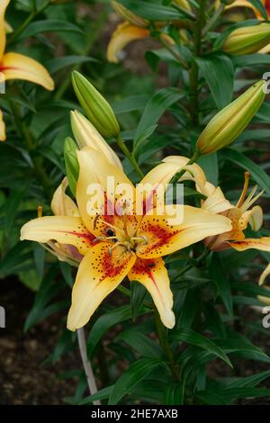 Anhäufung von hellgelben Lilien mit roten Flecken in der Mitte, gelb-asiatischer, roter Kehle, rotes Auge Stockfoto