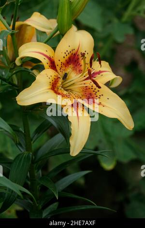 Anhäufung von hellgelben Lilien mit roten Flecken in der Mitte, gelb-asiatischer, roter Kehle, rotes Auge Stockfoto