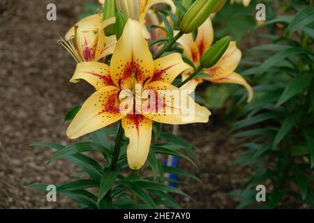 Anhäufung von hellgelben Lilien mit roten Flecken in der Mitte, gelb-asiatischer, roter Kehle, rotes Auge Stockfoto