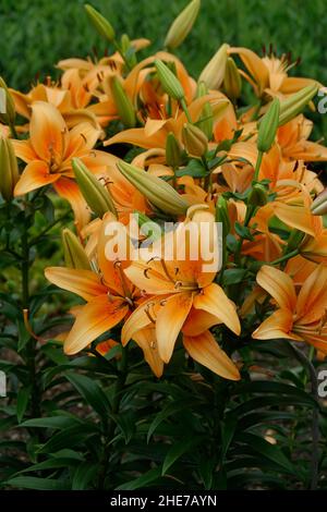 Eine Gruppe von asiatischen orangen Lilien, Lilium Bulbiferum Blumen und Knospen, auch Brunello Lily genannt, lebendige Orangenblüten Stockfoto