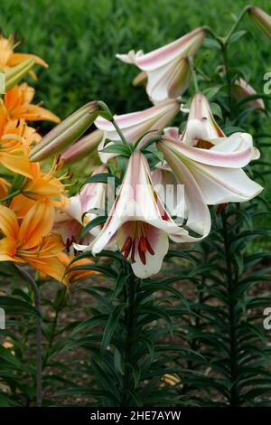 Lilium Regal, auch königliche Lilie genannt, königliche Lilie, Königslilie mit trompetenförmigen Blüten neben einer Gruppe von Orangen-Lilien in einem Garten Stockfoto