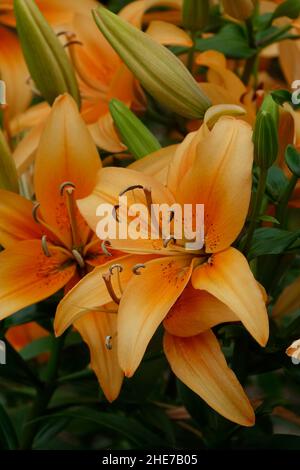 Eine Gruppe von asiatischen orangen Lilien, Lilium Bulbiferum Blumen und Knospen, auch Brunello Lily genannt, lebendige Orangenblüten Stockfoto