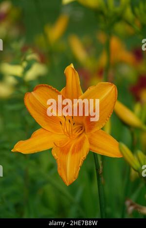 Orange Lilien Taglilien Hemerocallis fulva tawny Taglilie, Maissilie, Tiger Taglilie, Fulvous Taglilie, Grabenlilie, Seerose am 4. Juli oder Seerose am Straßenrand Stockfoto