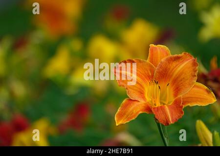 Orange Lilien Taglilien Hemerocallis fulva tawny Taglilie, Maissilie, Tiger Taglilie, Fulvous Taglilie, Grabenlilie, Seerose am 4. Juli oder Seerose am Straßenrand Stockfoto