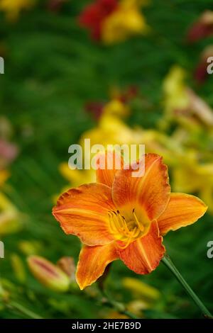 Orange Lilien Taglilien Hemerocallis fulva tawny Taglilie, Maissilie, Tiger Taglilie, Fulvous Taglilie, Grabenlilie, Seerose am 4. Juli oder Seerose am Straßenrand Stockfoto