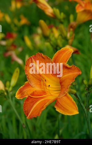 Orange Lilien Taglilien Hemerocallis fulva tawny Taglilie, Maissilie, Tiger Taglilie, Fulvous Taglilie, Grabenlilie, Seerose am 4. Juli oder Seerose am Straßenrand Stockfoto