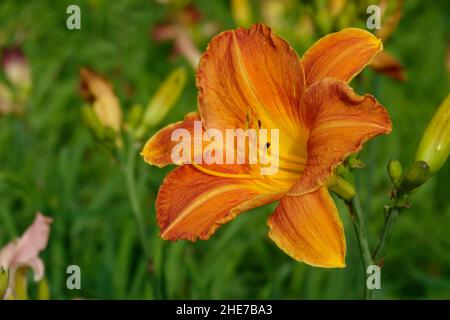 Orange Lilien Taglilien Hemerocallis fulva tawny Taglilie, Maissilie, Tiger Taglilie, Fulvous Taglilie, Grabenlilie, Seerose am 4. Juli oder Seerose am Straßenrand Stockfoto