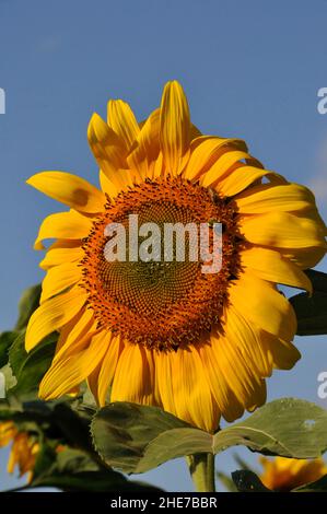 Eine Bumblebee bestäubt an einem sonnigen Tag gegen den blauen Himmel eine riesige russische Mammut-Sonnenblume Stockfoto