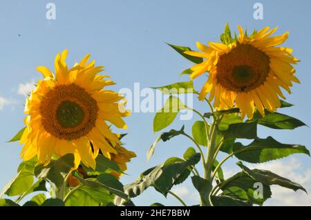 Zwei riesige russische Mammut-Sonnenblumen an einem sonnigen Tag gegen einen blauen Himmel, Sonnenblumen Stock Photos Stockfoto