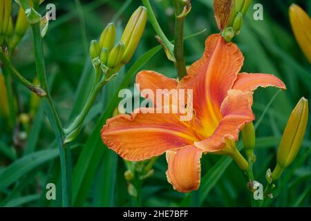 Orange Lilien Taglilien Hemerocallis fulva tawny Taglilie, Maissilie, Tiger Taglilie, Fulvous Taglilie, Grabenlilie, Seerose am 4. Juli oder Seerose am Straßenrand Stockfoto