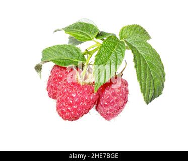 Raspberri-Beere mit isolierten Blättern auf weißem Hintergrund. Reife rote Himbeeren Früchte aus der Nähe. Sammlung. Stockfoto