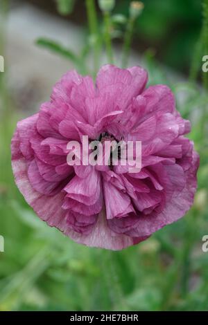 Lila Perser Buttercup, Ranunculus Asiaticus Blume in einem Garten Stockfoto