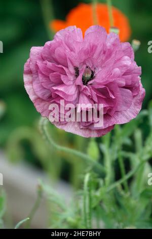 Lila Perser Buttercup, Ranunculus Asiaticus Blume in einem Garten Stockfoto