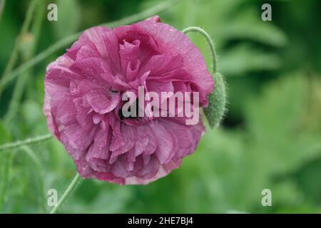 Lila Perser Buttercup, Ranunculus Asiaticus Blume in einem Garten Stockfoto