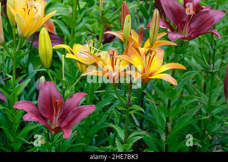 Bunte Lilien in einem Garten, orangene Aprikosen-Lilie der königlichen Dreifaltigkeit, Burgunder Makira und bunte Happy Memories Lilium Stockfoto