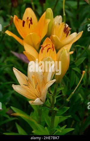 Eine Gruppe von asiatischen Orangen-Lilien, Lilium Bulbiferum Blumen und Knospen, auch Brunello Lily genannt, Menorca Lily, mit Pfirsich Orange Blütenblätter Stockfoto