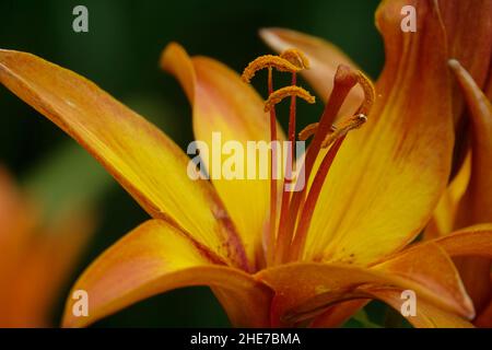 Eine Gruppe von asiatischen orangen Lilien, Lilium Bulbiferum Blumen und Knospen, auch Brunello Lily genannt, lebendige Orangenblüten Stockfoto