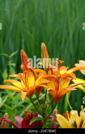 Eine Gruppe von orangen asiatischen Lilien, Lilium Bulbiferum, Gelber Hals mit orangen Blütenblättern, nach oben gerichtet, Blumen und Knospen, auch Happy Memories genannt Stockfoto