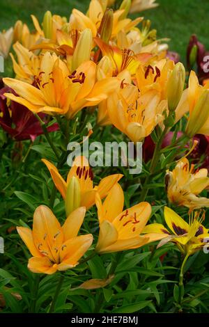 Eine Gruppe von asiatischen Orangen-Lilien, Lilium Bulbiferum Blumen und Knospen, auch Brunello Lily genannt, Menorca Lily, mit Pfirsich Orange Blütenblätter Stockfoto