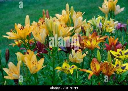 Bunte Lilien in einem Garten, Orange Aprikose Royal Trinity Lily, Burgund Makira, Multicolor Yellow und Orange Happy Memories Stockfoto