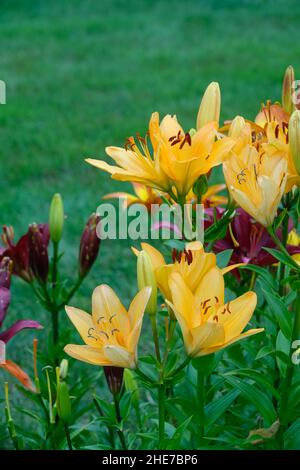 Bunte Lilienhaufen in einem bunten Garten, Orangene Aprikosen-Königliche Dreifaltigkeit-Lilie, Burgunder Makira-Lilium, vor dem Grünen Gras Stockfoto