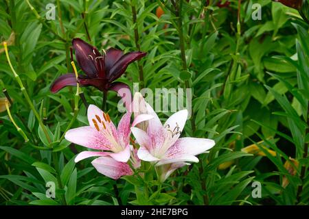 Burgundy Dark Red Lily Makira und die weißen und rosa Stargazer Lilien unter grünen Blättern in einem Garten der Blumen Stockfoto
