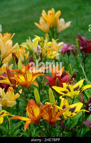 Bunte Lilien in einem Garten, Orange Aprikose Royal Trinity Lily, bunte Happy Memories, John Hancock, Pink und White Stargazer Flowers Stockfoto