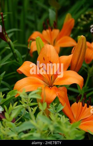 Eine Gruppe von asiatischen orangen Lilien, Lilium Bulbiferum Blumen und Knospen, auch Brunello Lily genannt, lebendige Orangenblüten Stockfoto