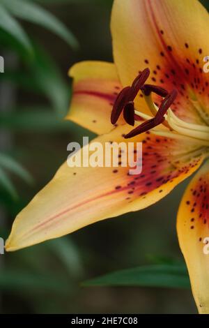 Eine hellgelbe Lilie mit roten Flecken in der Mitte, gelb-asiatischer, roter Kehle, rotes Auge, dunkler Pollen, Selektiver Fokus Stockfoto