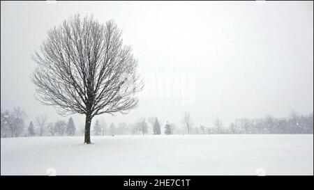 Ruhige Szene eines einzelnen Ahornbaums bei starkem Schneefall, Winterlandschaft. Stockfoto