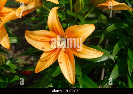 Eine orange-asiatische Lilie, Lilium Bulbiferum unter einem Haufen von Lilien, Blumen und Knospen, auch Brunello-Lilie genannt, lebendige Orangenblüten Stockfoto