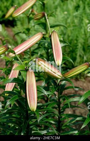 Ein Haufen rosa Lilienknospen in einem Garten blühend, sind die geschlossenen Blütenblätter bereit, im Frühsommer in Lilien zu blühen Stockfoto