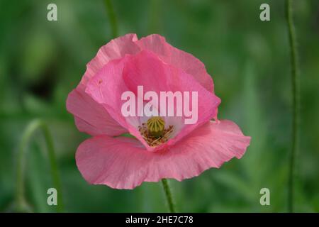 Opium Poppy Plant oder Papaver somniferum Flower vollständig öffnen rosa Mauve Blütenblätter und Green Center Stockfoto