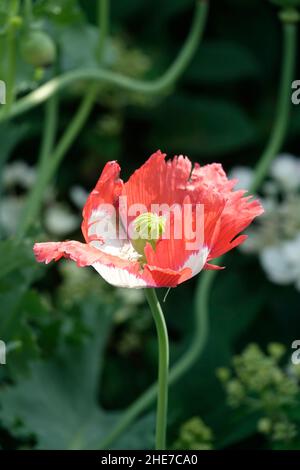 Opium Mohnblumen Mohnblumen Rote und weiße Blütenblätter Papaver somniferum Stockfoto