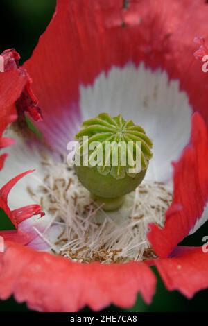 Opium Mohnblumen Mohnblumen Rote und weiße Blütenblätter Papaver somniferum Stockfoto