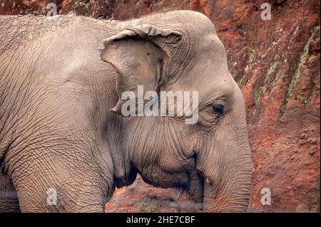 Der asiatische Elefant (Elephas maximus), auch bekannt als der asiatische Elefant, hat im Vergleich zu seinem afrikanischen Gegenstück kleinere Ohren. Stockfoto