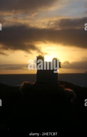 Dunure, Ayrshire, Schottland, Großbritannien. Eine Frau am Wintertag sitzt mit dem Rücken zur Kamera und schaut den Sonnenuntergang an der Ayrshire Coast an, mit einem warmen Bommel-Hut Stockfoto